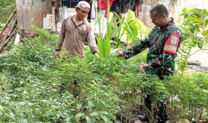 Babinsa Koramil 2306/Mancak Giat Bintahwil Pemeliharaan Tanaman Cabe