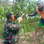 Babinsa Koramil 2305/Cinangka, Bintahwil Pendampingan Ketahanan Pangan