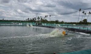 Tidak Pernah Uji Lab IPAL, 2 Perusahaan Tambak Udang di Dusun Merbau Mendapat Sanksi