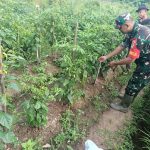 Babinsa Koramil 2305/Cinangka, Bintahwil Pendampingan Pangan Cabe