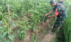 Babinsa Koramil 2305/Cinangka, Bintahwil Pendampingan Pangan Cabe