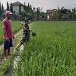 Babinsa Koramil 2302/Bojonegara, Bintahwil Pemupukan Padi