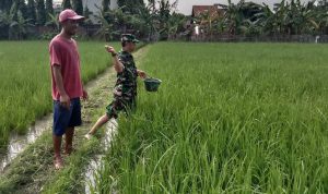 Babinsa Koramil 2302/Bojonegara, Bintahwil Pemupukan Padi