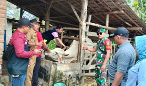 Babinsa 06/Purbolinggo Dampingi Satgas PMK Vaksin Booster dan Pemasangan Eartag