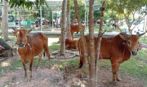 Polres Bangka Selatan Qurban 4 Sapi dan 7 Kambing, Ipda Budi: Kemungkinan Sore ini Bertambah
