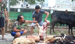 Kodim 0623/Cilegon Melaksanakan Pemotongan Hewan Qurban