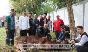 Pemprov. Kep. Babel Potong 29 Ekor Sapi Kurban Idul Adha 1444 Hijriah