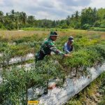 Babinsa Koramil 2305/Cinangka, Bintahwil Pendampingan Ketahanan Pangan Cabe