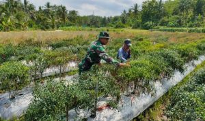 Babinsa Koramil 2305/Cinangka, Bintahwil Pendampingan Ketahanan Pangan Cabe