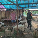 Babinsa Koramil 2305/Cinangka, Karbak Pendampingan Hewan Qurban