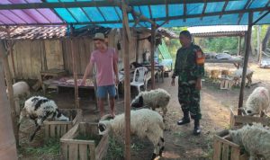 Babinsa Koramil 2305/Cinangka, Karbak Pendampingan Hewan Qurban