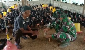 Ditemani Segelas Kopi, Pasiter Satgas TMMD 117 Komsos dengan Pengusaha Ayam (kampung)KOB