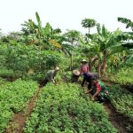 Babinsa Koramil 2302/Bojonegara, Bintahwil Perawatan Tanaman