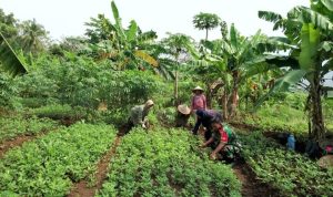 Babinsa Koramil 2302/Bojonegara, Bintahwil Perawatan Tanaman