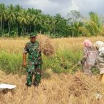 Babinsa Koramil 2306/Mancak, Bintahwil Membantu Petani Panen Padi