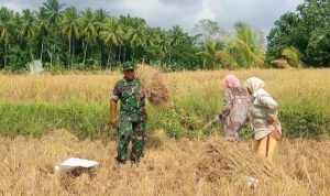 Babinsa Koramil 2306/Mancak, Bintahwil Membantu Petani Panen Padi