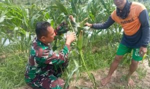 Babinsa Koramil 2305/Cinangka, Puan Ter Pendampingan Pangan