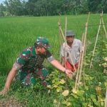 Babinsa Koramil 2306/Mancak, Bintahwil Cara Merawat Tanaman Timun