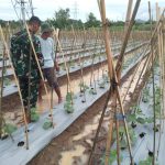 Babinsa Koramil 2304/Anyer, Bintahwil Perawatan Semangka