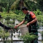 Babinsa Koramil 2306/Mancak, Bintahwil Panen Cabe Merah