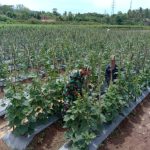 Babinsa Koramil 2304/Anyer, Bintahwil Perawatan Tanaman Timun