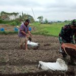 Babinsa Koramil 2302/Bojonegara, Bintahwil Penambahan Medis Tanam