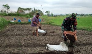 Babinsa Koramil 2302/Bojonegara, Bintahwil Penambahan Medis Tanam