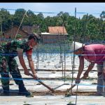 Babinsa Koramil 2306/Mancak, Bintahwil Merawat Tanaman Cabe Rawit