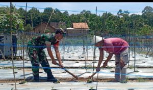 Babinsa Koramil 2306/Mancak, Bintahwil Merawat Tanaman Cabe Rawit