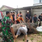 Babinsa Koramil 2301/Cilegon, Karbak Pemindahan Batang Pohon Tumbang