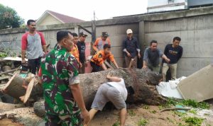 Babinsa Koramil 2301/Cilegon, Karbak Pemindahan Batang Pohon Tumbang