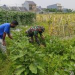 Babinsa Koramil 2306/Mancak, Bintahwil Merawat Tanaman Terong