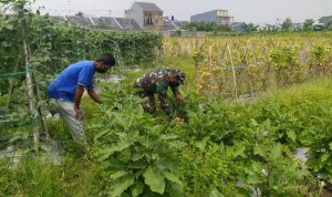 Babinsa Koramil 2306/Mancak, Bintahwil Merawat Tanaman Terong