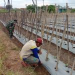 Babinsa Koramil 2304/Anyer, Bintahwil Perawatan Tanaman Timun