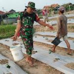 Babinsa Koramil 2302/Bojonegara, Bintahwil Pendampingan penyiraman Cabe