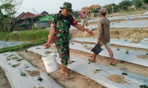 Babinsa Koramil 2302/Bojonegara, Bintahwil Pendampingan penyiraman Cabe