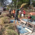 Dukung Program Hanpangan, Koramil 12/BTH Panen Padi