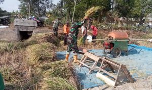 Dukung Program Hanpangan, Koramil 12/BTH Panen Padi
