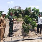 Dukung Program ketahanan Pangan, Babinsa Beri Motivasi Petani Kelengkeng.