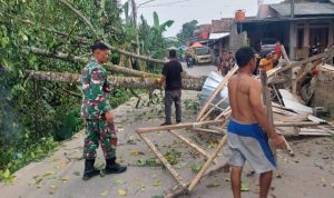 Babinsa Koramil 2306/Mancak, Karbak Merapikan Pohon Tumbang