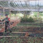Babinsa Koramil 2304/Anyer, Bintahwil Perawatan Penyemaian Cabai