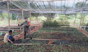 Babinsa Koramil 2304/Anyer, Bintahwil Perawatan Penyemaian Cabai