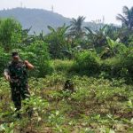 Babinsa Koramil 2302/Bojonegara, Bintahwil Pendampingan Penyemprotan