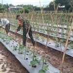 Babinsa Koramil 2304/Anyer, Bintahwil Perawatan Timun