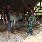 Babinsa Koramil 2302/Bojonegara, Bintahwil Pengecekan Ternak Sapi