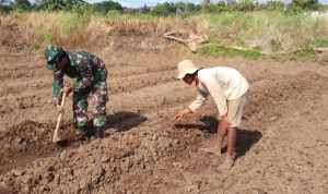 Babinsa Koramil 2304/Anyer, Bintahwil Melaksanakan Pengolahan Lahan