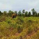 Diduga Lahan Eks PT Bangkanesia Dikuasai Asing, Dirjen Gakkum Minta Dinas Kehutanan Cek Lokasi
