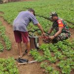 Babinsa Koramil 2302/Bojonegara, Bintahwil Penyemprotan Tanaman Kacang