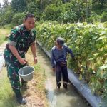 Babinsa Koramil 2305/Cinangka, Bintahwil Ketahanan Pangan Cabe