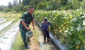 Babinsa Koramil 2305/Cinangka, Bintahwil Ketahanan Pangan Cabe